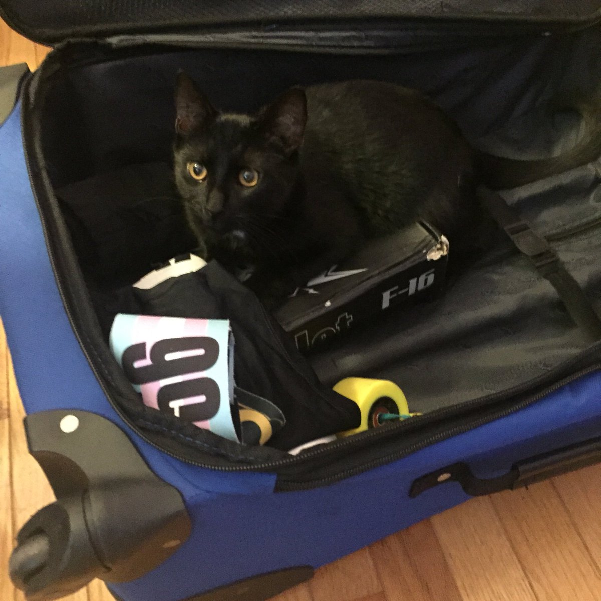 katewillbee's tweet photo. Kitten Sera Sera would rather not be watching the live stream this weekend. Thanks @fiveonfivemag #catsofwftda https://t.co/9DWkBdl5ob