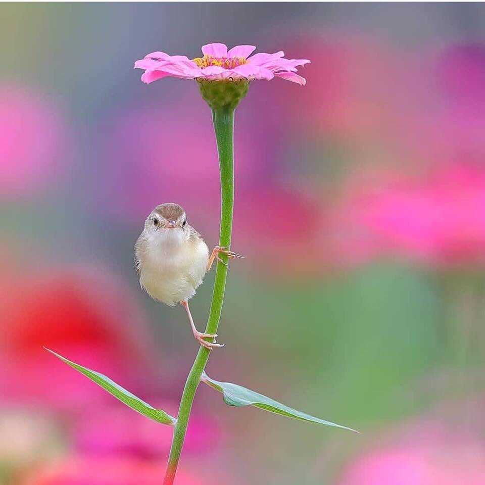 꿈을
이루려면
목표가 명확해야 한다

그리고
그 목표를 향해
흔들림 없이 매진해야 한다

될때까지 노력하는 
패기를 가져야 한다

끝 까지 포기하지 않는
끈기를 가져야 한다

그러면 다 이루어낼수 있다