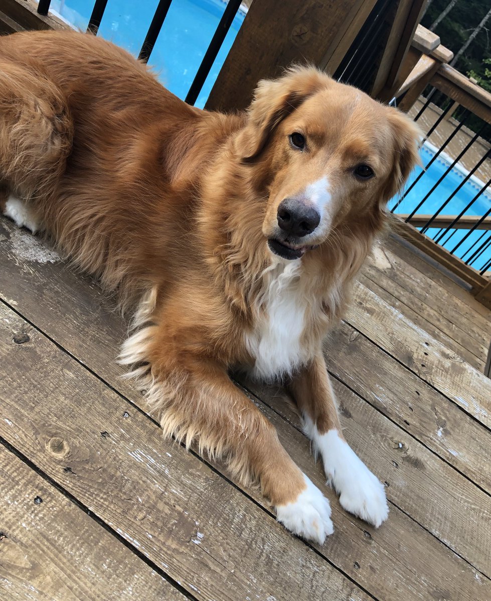 Thor says hi. His first night in the new house was great, he didn’t freak out and he loves all his new places to pee lol. Internet today! Gonna try and boot up the stream today.