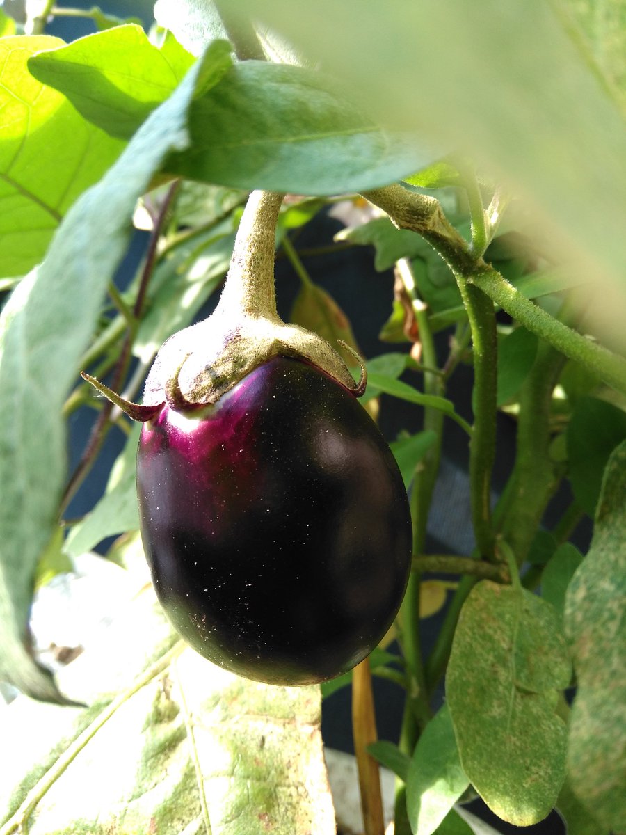 風花 Fooka 我が家の野菜達 秋の気配が感じられる涼しい一日 加賀野菜のヘタ紫茄子を収穫 待ちに待った可愛い小 茄子は 浅漬けで頂きました 家庭菜園 プランター栽培 ヘタ紫茄子 風花 Fooka 我が家の野菜達 秋の気配が感じられる涼しい一日 加賀野菜のヘタ紫茄子を収穫 待ちに待った可愛い小 茄子は 浅漬けで頂きました 家庭菜園 プランター栽培 ヘタ紫茄子