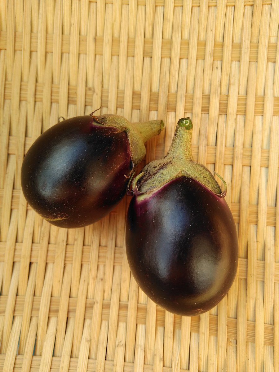 風花 Fooka 我が家の野菜達 秋の気配が感じられる涼しい一日 加賀野菜のヘタ紫茄子を収穫 待ちに待った可愛い 小茄子は 浅漬けで頂きました 家庭菜園 プランター栽培 ヘタ紫茄子