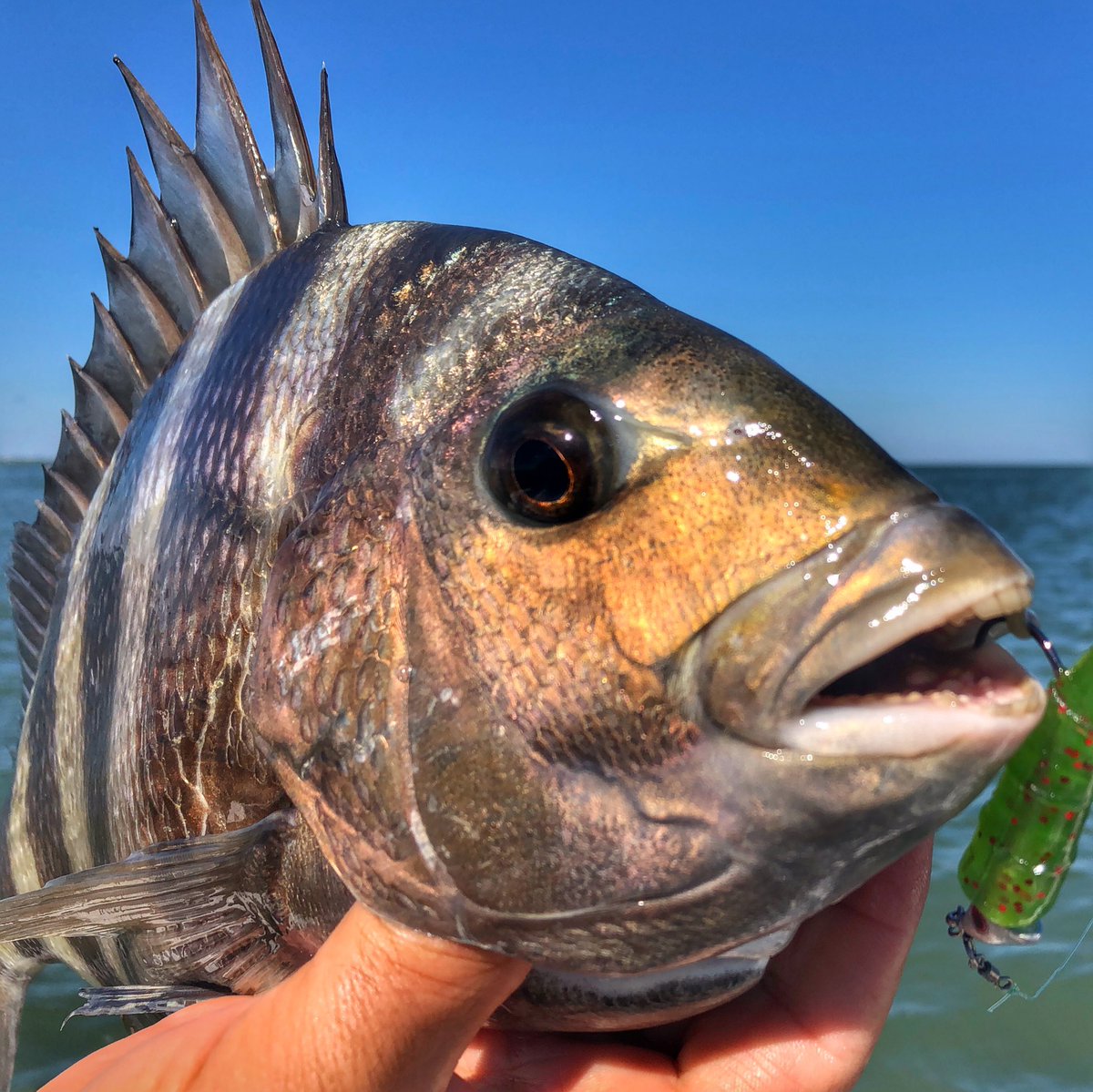 LoneStarSalt's tweet photo. With fall right around the corner, sheepshead are one of several species becoming more active on the Texas Coast.
#sheepshead #saltwaterfishing #lonestarsalt #texasfishing https://t.co/Ts2wGzj7dD
