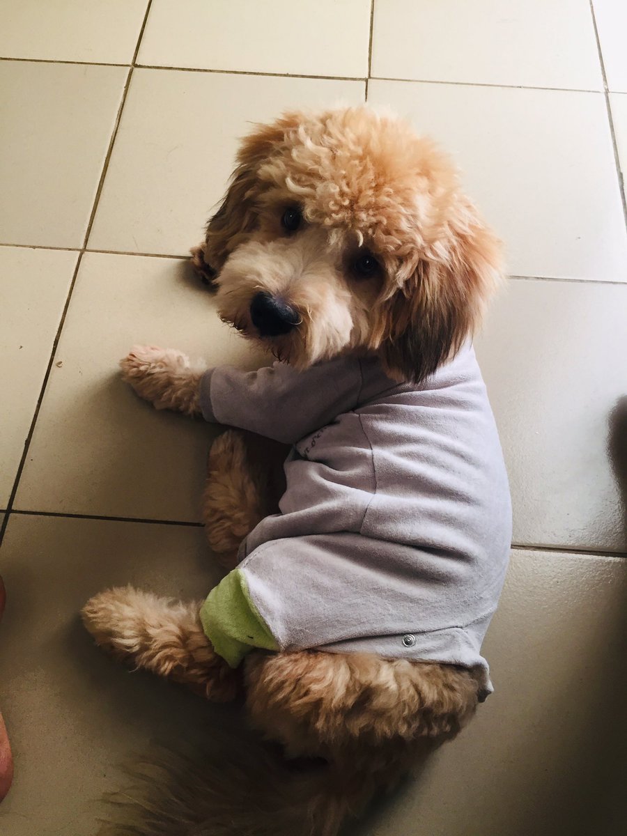 L_rouklov's tweet photo. Mon petit Chanel stylé 🥰😅 https://t.co/DHgVO30x0j