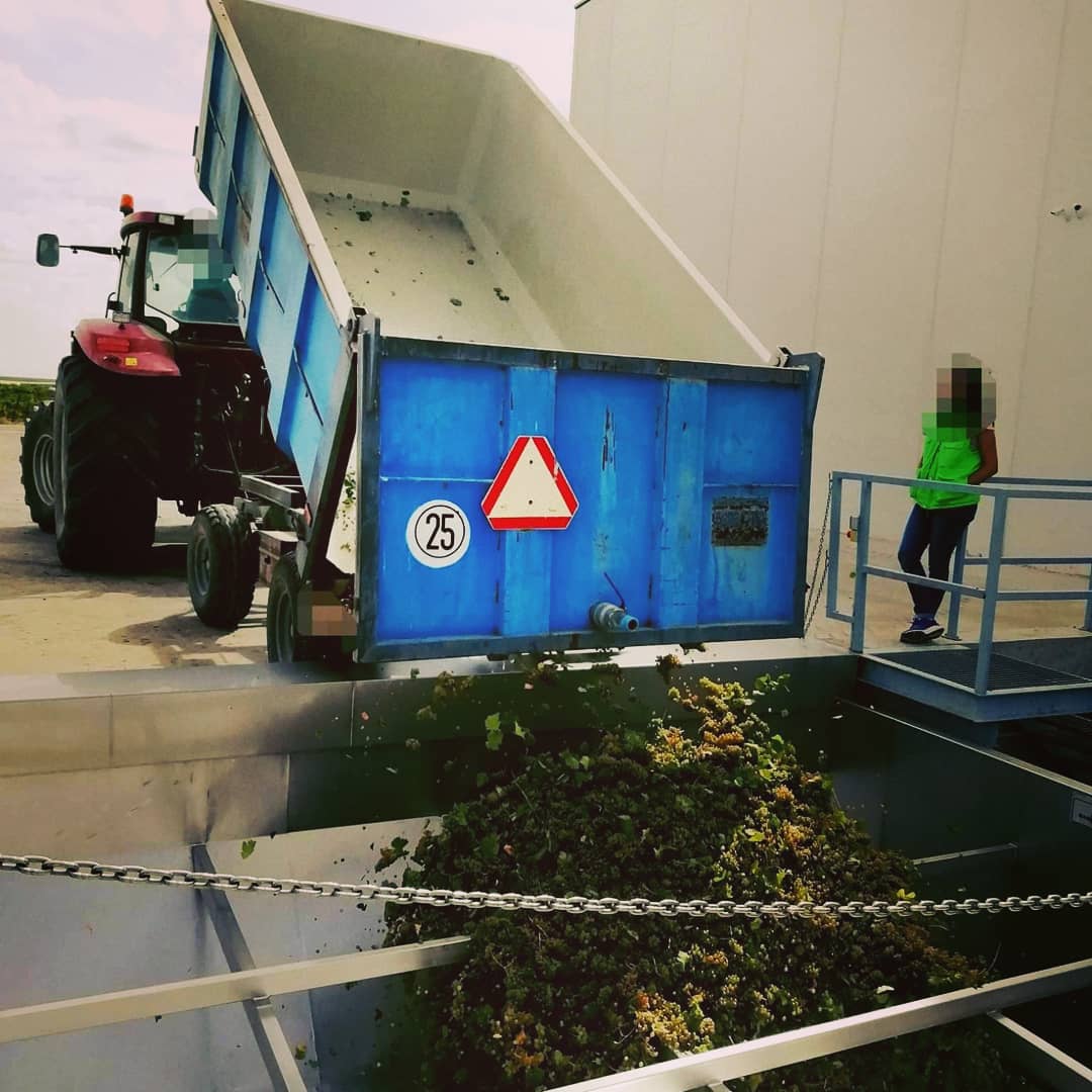bodegasteodoro's tweet photo. Vendimia a mano en #BodegasTeodoroRecio, una selección cuidada y rigurosa de los mejores racimos.

Hand harvesting in Bodegas Teodoro Recio, a careful and rigorous selection of the best bunches.#dorueda #laseca #rueda #vendimia2019 #2019grapeharvest #vinosdeespaña #winesfromspian https://t.co/U2c4zzF3xR