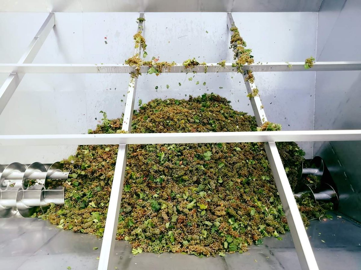 Vendimia a mano en #BodegasTeodoroRecio, una selección cuidada y rigurosa de los mejores racimos.

Hand harvesting in Bodegas Teodoro Recio, a careful and rigorous selection of the best bunches.#dorueda #laseca #rueda #vendimia2019 #2019grapeharvest #vinosdeespaña #winesfromspian