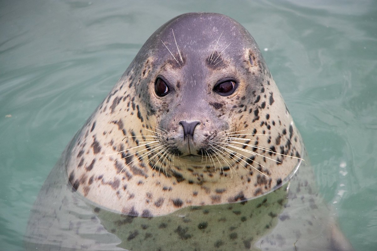 Narick Twitter પર 19 09 16 撮影 流し目がかわいいアザラシ アザラシ あざらし ノシャップ寒流水族館