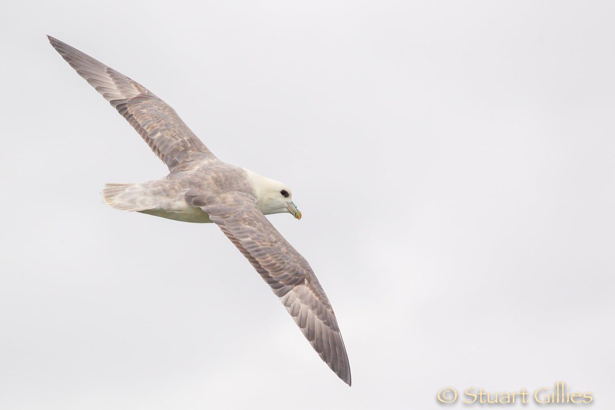 viking peregrine 8x42