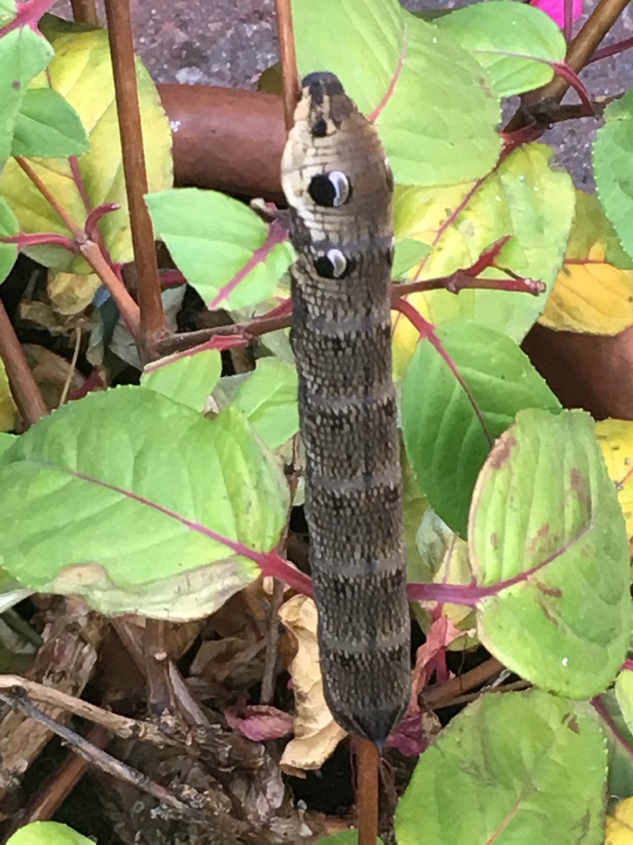 I also found this one today on a fuschia #bbcspringwatch