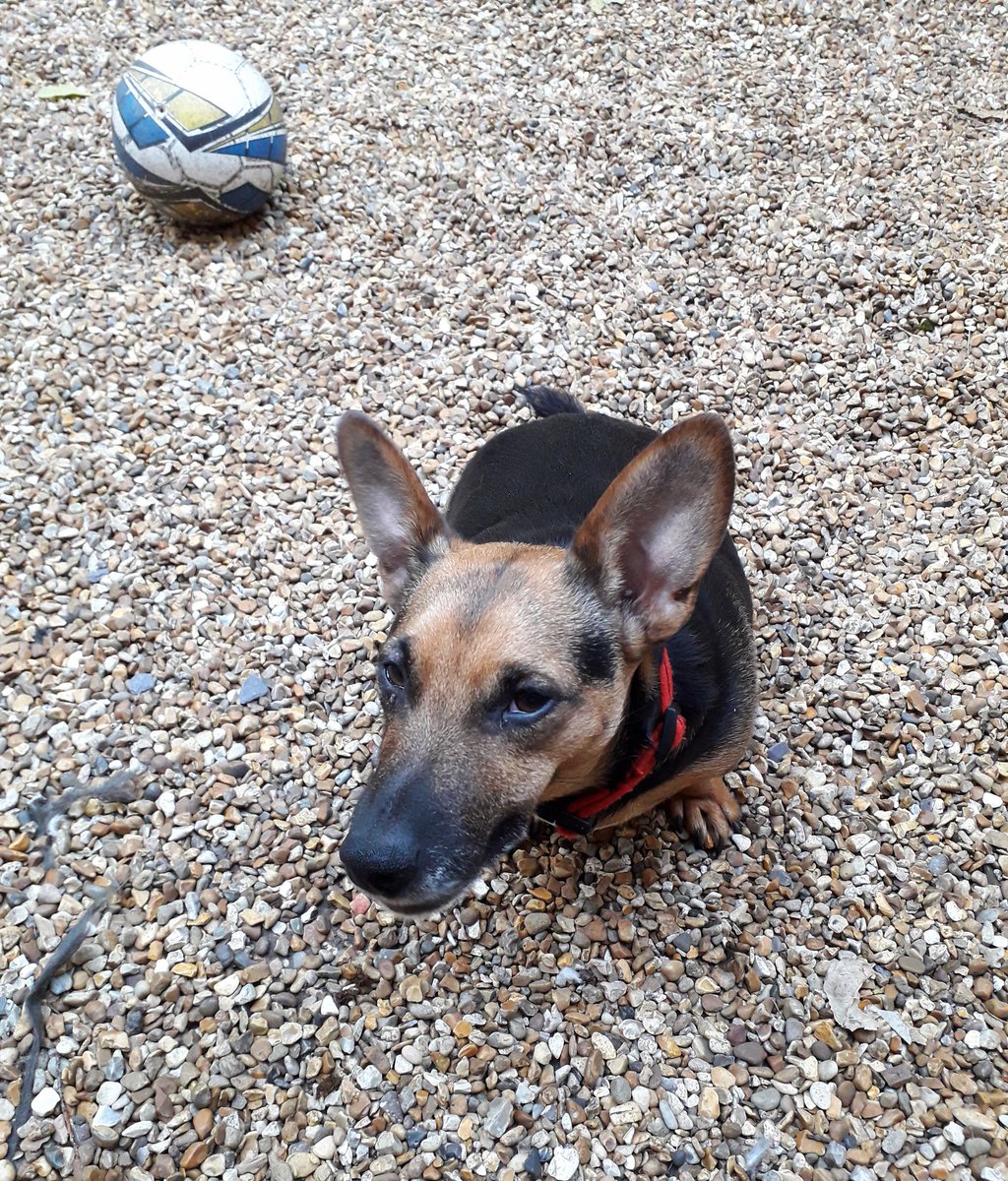 MrRufus4's tweet photo. Getting pretty good at football !
#neverplayedbefore #ThursdayThoughts #dogs #dogsoftwitter #bendypawbrigade @dogcelebration @ALFIE71753737 https://t.co/JIMsi1YbBU