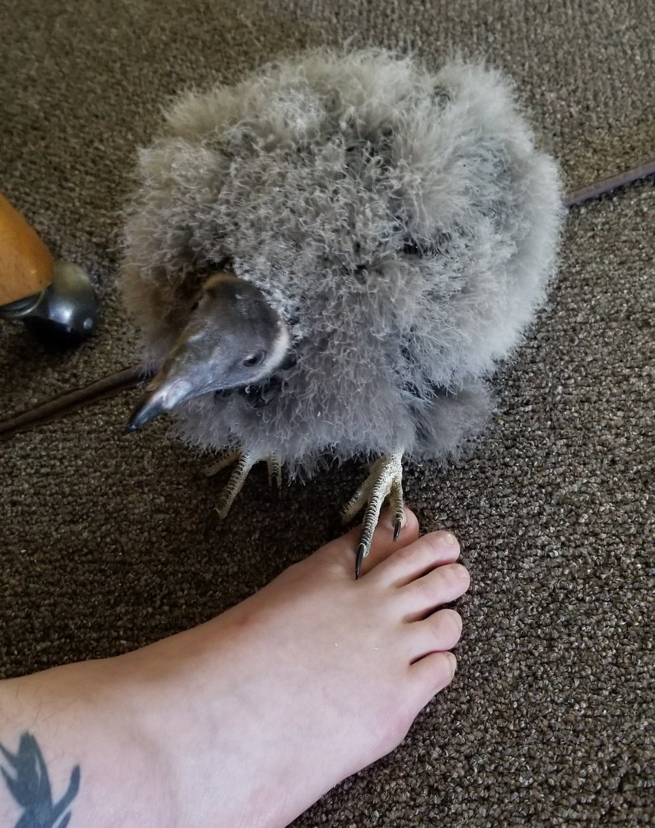 foxfeather's tweet photo. He's older but still does the 'see your foot, touch it with mine. Sleep on the foot.'
Now with added winghugs. 

#babyvulture https://t.co/QSWHk6xcXJ