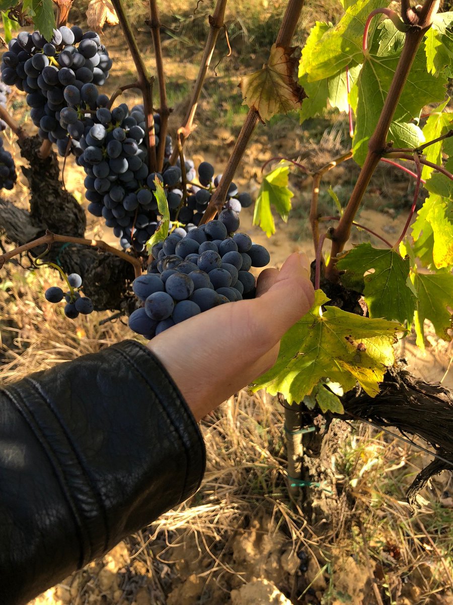 news_donatella's tweet photo. La grande #estraibilità delle #bucce sembra l’elemento distintivo della #vendemmia2019. Lavoriamo ardentemente in questi giorni alla #vendemmia, un momento importantissimo e coinvolgente.
https://t.co/75vVMqPHzq https://t.co/Kd1JunTOGQ