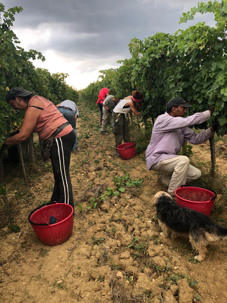 news_donatella's tweet photo. La grande #estraibilità delle #bucce sembra l’elemento distintivo della #vendemmia2019. Lavoriamo ardentemente in questi giorni alla #vendemmia, un momento importantissimo e coinvolgente.
https://t.co/75vVMqPHzq https://t.co/Kd1JunTOGQ
