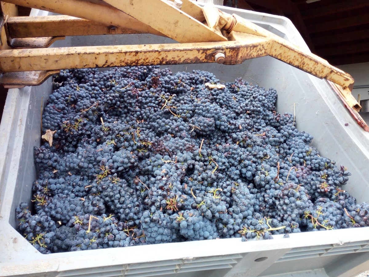 news_donatella's tweet photo. La grande #estraibilità delle #bucce sembra l’elemento distintivo della #vendemmia2019. Lavoriamo ardentemente in questi giorni alla #vendemmia, un momento importantissimo e coinvolgente.
https://t.co/75vVMqPHzq https://t.co/Kd1JunTOGQ