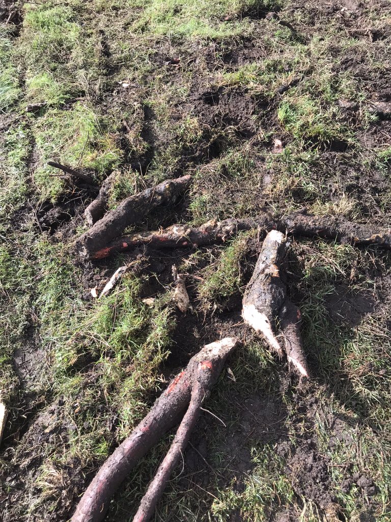 Root pruning @ The Grand Golf Club