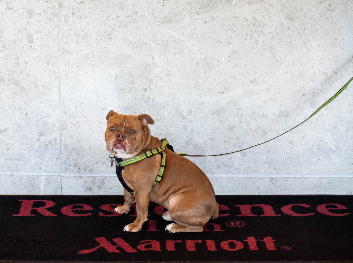 ResInnCbusOSU's tweet photo. When you stay with us, you can truly bring the whole family! We know how hard is to leave your four-legged friends behind when you travel. #petfriendly #expcols #lifeincolumbus https://t.co/ul4mt3PRvw