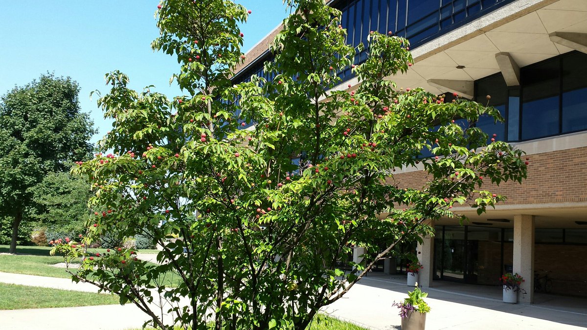 UISLibDean's tweet photo. Great day to eat lunch at #TheOverhang outside of #BrookensLibrary Shade, cool breezes and wi-fi! Then I noticed this tree whose fruit/berry stands straight up instead of hanging down. It's #Seuss-like. I'm in my 3rd fall and that's not a new tree. #TheThingsYouNotice #UISedu https://t.co/OIOk66FpIZ