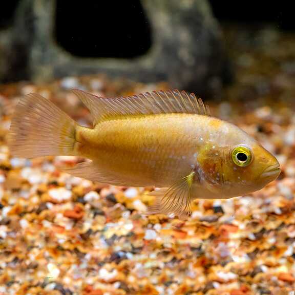 OmegaSeaLLC's tweet photo. The Pink Jack Dempsey is an eye-catching variant of cichlid. They are typically smaller and reported to be less aggressive than its popular counterpart. The Pink Jack Dempsey loves Omega One Freeze-Dried Bloodworms as treats and Omega One Cichlid Pellets. #omegaone #fishfeature https://t.co/JcirQhgeJ5