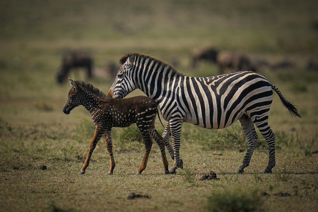 World’s rarest Zebra spotted and photographed at Masai Mara!!! What a day!!!