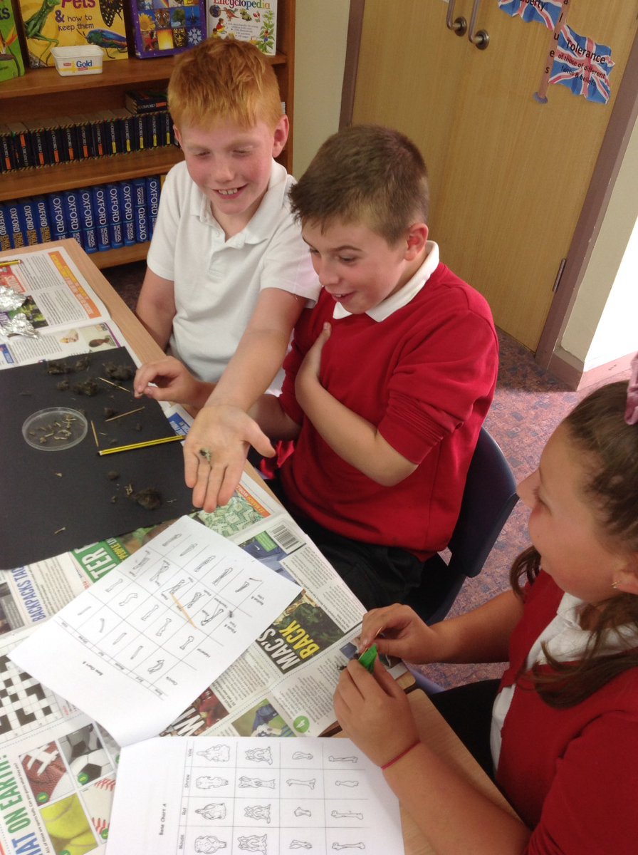 ChurchHillJS's tweet photo. Owl Pellet Dissection in Year 6! #classification #mammals #foodchains #somanybones https://t.co/UKovYsxupm