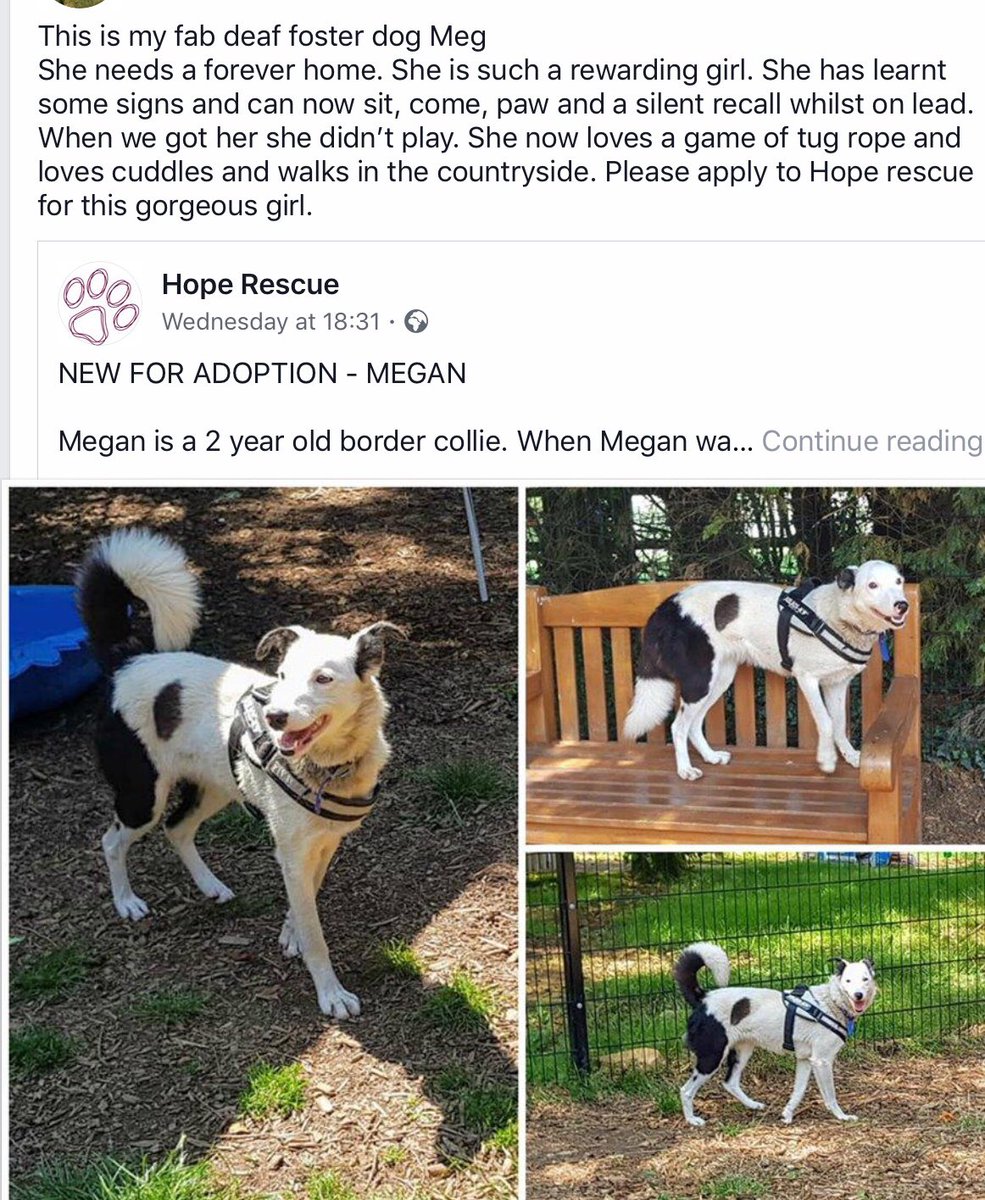 The Deaf Dog Network tweet media