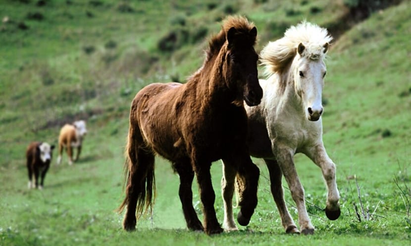 El agua y la hidratación en el caballo - noticaballos.com/agua-la-hidrat… #caballos #animales #mascotas