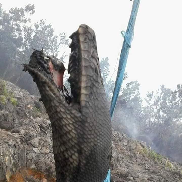 MothershipSG's tweet image. Large pythons of up to 10m burnt to death in Indonesia forest fires bit.ly/2kGoFOJ