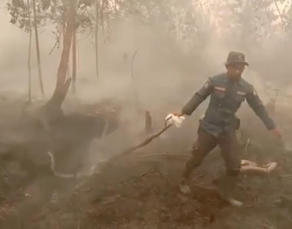 MothershipSG's tweet image. Large pythons of up to 10m burnt to death in Indonesia forest fires bit.ly/2kGoFOJ