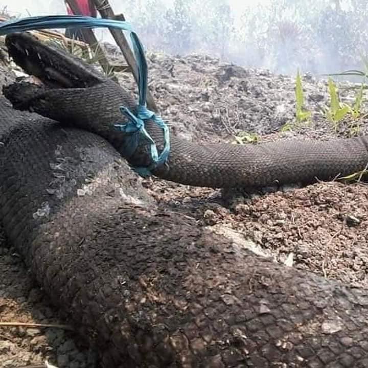 MothershipSG's tweet image. Large pythons of up to 10m burnt to death in Indonesia forest fires bit.ly/2kGoFOJ