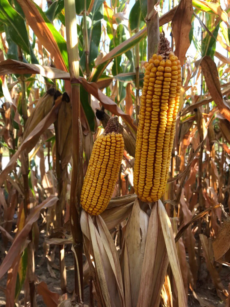 Stephanie Smith (@girl_agronomist) on Twitter photo Flagged plants of 52 hr difference in emergence. Soil conditions, planter, water flow and residue make an impact. Thanks <a href="/corn_planter/">Chris Jones</a> #agronomyinaction <a href="/GldnHarvest/">Golden Harvest Seeds</a> Flagged plants of 52 hr difference in emergence. Soil conditions, planter, water flow and residue make an impact. Thanks <a href="/corn_planter/">Chris Jones</a> #agronomyinaction <a href="/GldnHarvest/">Golden Harvest Seeds</a>