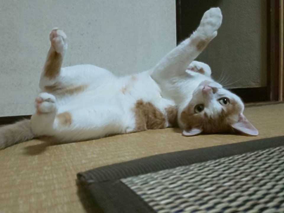 猫探偵の事件簿2 Twitter Search Twitter