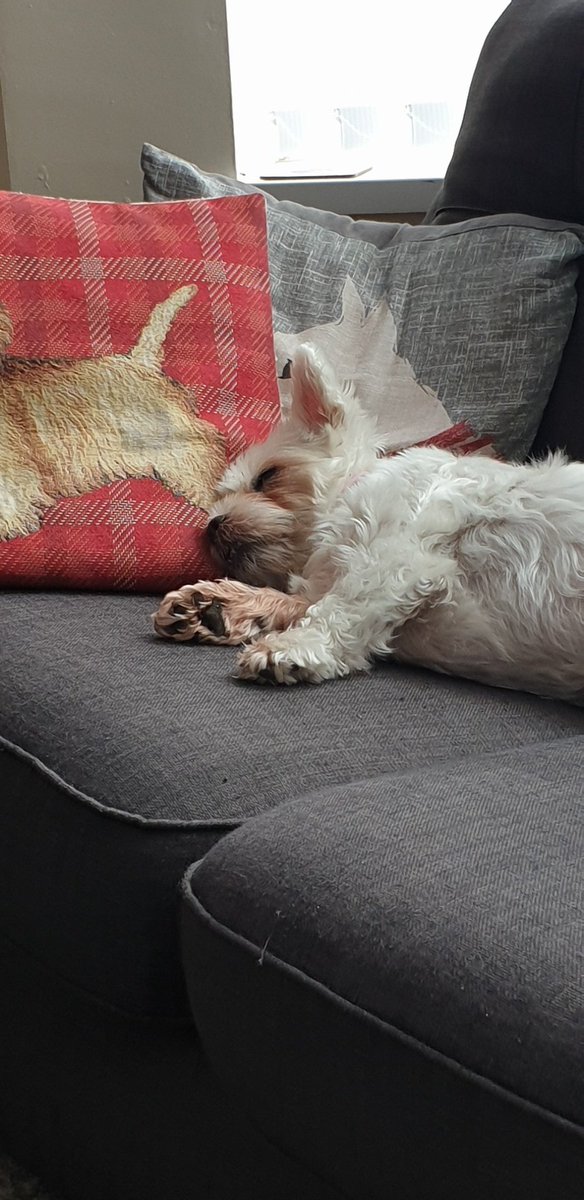 PopcornPupp13's tweet photo. I iz snoozzzzzzzing. https://t.co/fd6exyeRtk