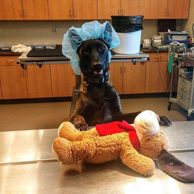 By @blair_snipes 😂🙌🏻 🏥 The best Dog-tor 
Use #malinoislovers to get featured🐕
-------------------------------------------------
#malinois#malinoislovers#animals#pets#dog#goals#boss#cute#love#happy#photooftheday#insta#lol#beauty#iphone#life#amazing#fa… ift.tt/31Jbg8s
