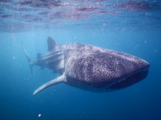 WhickhamSchool's tweet image. We have just received some amazing shots of the Marine Life from Kim the Researcher at Tofo Marine Centre which formed part of this year's #WorldChallenge

Kim thanks the students and says they "inspired her" on their challenge.

#WorldChallengeWednesday #DoGoodToFeelGood