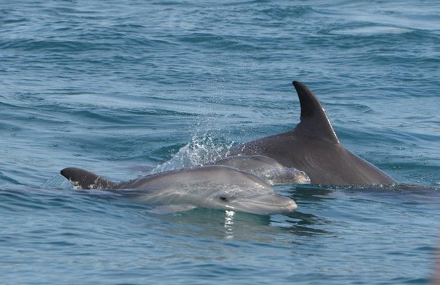 WhickhamSchool's tweet image. We have just received some amazing shots of the Marine Life from Kim the Researcher at Tofo Marine Centre which formed part of this year's #WorldChallenge

Kim thanks the students and says they "inspired her" on their challenge.

#WorldChallengeWednesday #DoGoodToFeelGood