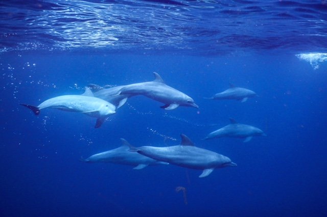 WhickhamSchool's tweet image. We have just received some amazing shots of the Marine Life from Kim the Researcher at Tofo Marine Centre which formed part of this year's #WorldChallenge

Kim thanks the students and says they "inspired her" on their challenge.

#WorldChallengeWednesday #DoGoodToFeelGood