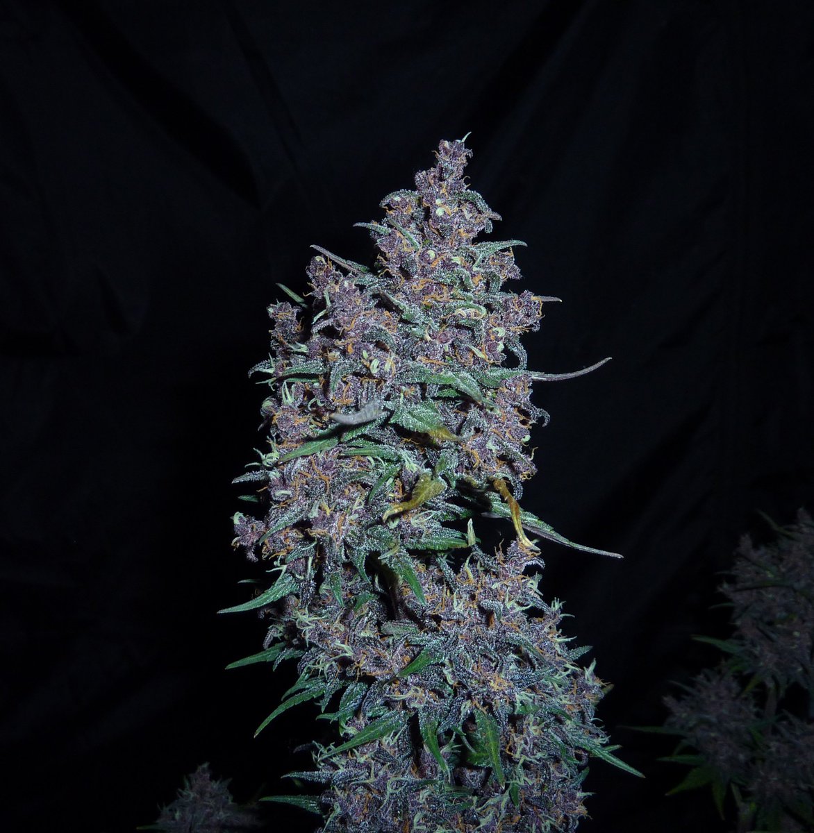 sweetseeds_es's tweet photo. Recibir fotos 📸 así de bellas de nuestra Devil Cream Auto®️ (SWS45) no es cuestión de magia🎆 , sino del cariño que le pone su cultivador @Unkleskunk420 💜.
¿Cuánto cariño aportas a cultivo? 🤩
👉 https://t.co/77MLXgWO44
#DevilCreamAuto #theredfamily #SweetSeedsOficial https://t.co/LYJJo4jvLn
