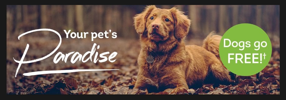 Autumn is one of the most beautiful seasons to explore the great British countryside, so why not do it with your furry friend by your side? 🍂🐾 bit.ly/LUK_Petsparadi… #dogs #dogsarefamily