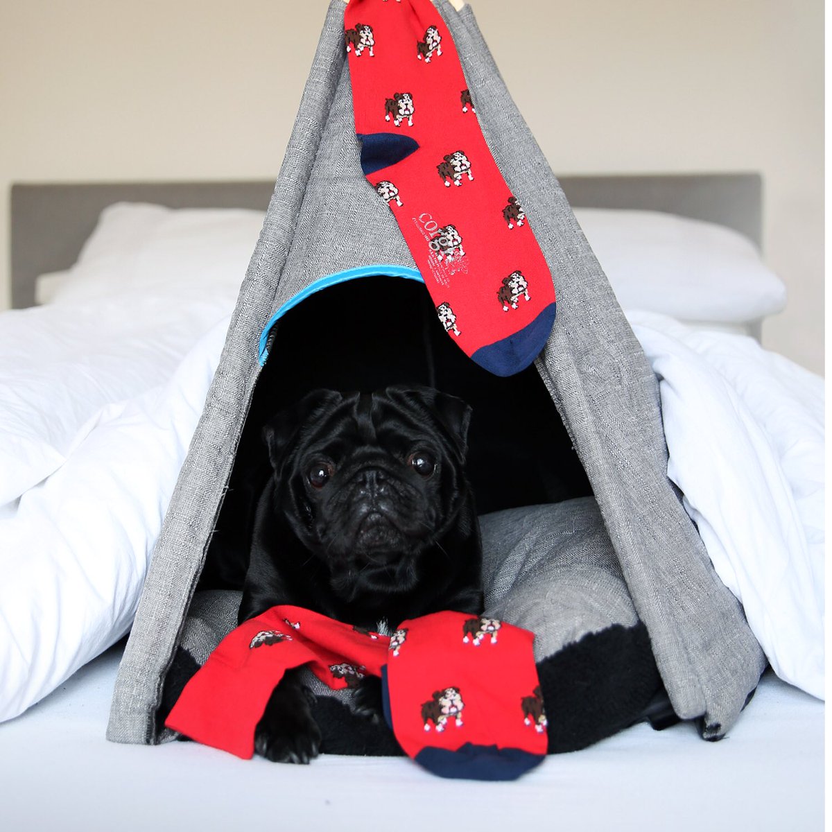 loz_flood's tweet photo. @detective_john_kimble_pug  #puglover #ilovemypug #pugworld #pugoftheday #picoftheday
#puglife #teampug #puglove #animal #cute #dog #dogmodel #puggle #petlovers #doglovers #pug #pugstagram #pugs #blackpug #puppy #pugpuppy #puppypug #pets #pet #dogs #dogs https://t.co/v6lTcdK0Qx