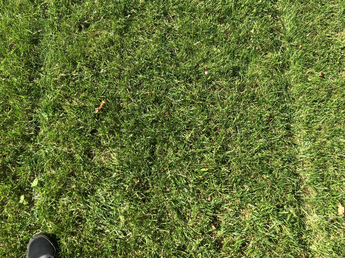 twincityseed's tweet photo. Custom Turf Type Tall Fescue lawn renovation in Minnesota! Planted first week of August. Wear and Drought Tolerant. #SaveWater #grass #seed #lawn #renovation #TallFescue #neighborenvy #seedthedifference Photos courtesy of Chris! https://t.co/1754BJczo0