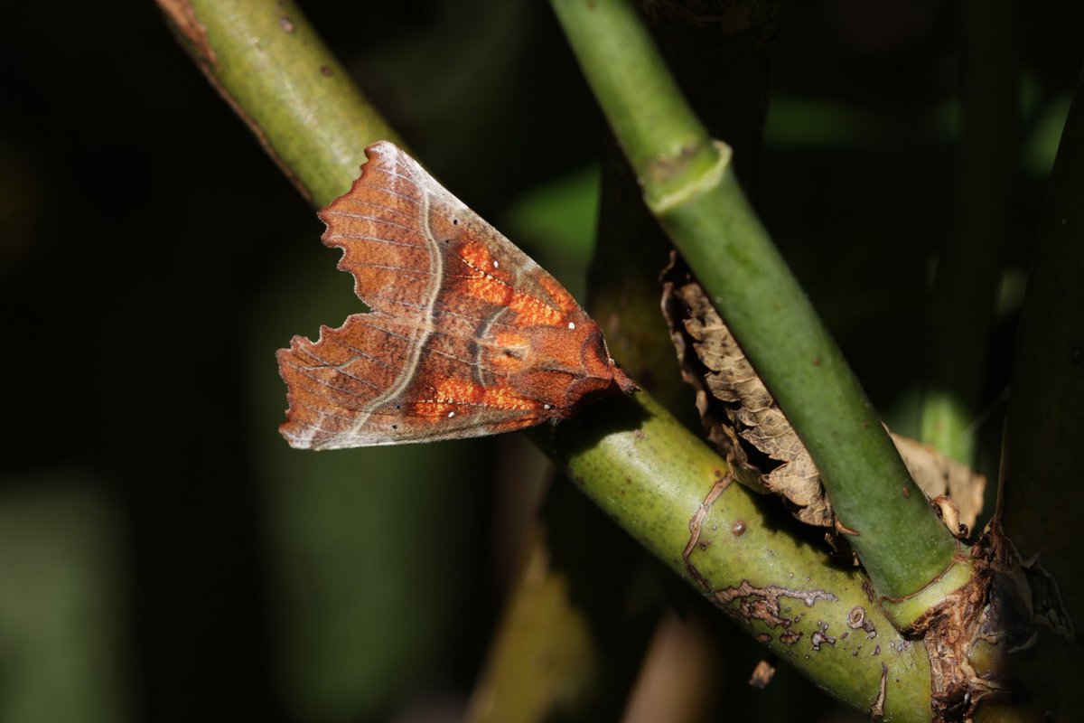 kbarnesuk's tweet photo. Do you know what moth this is? Great camouflage. I thought it was a leaf until it moved. #moths ⁦@BritishMoths⁩ #savemoths https://t.co/LGRo9pMg9H