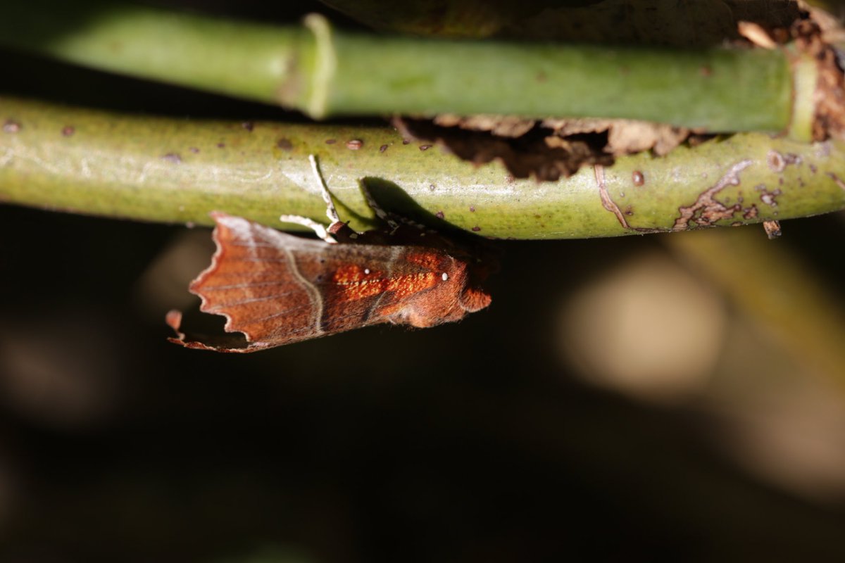 kbarnesuk's tweet photo. Do you know what moth this is? Great camouflage. I thought it was a leaf until it moved. #moths ⁦@BritishMoths⁩ #savemoths https://t.co/LGRo9pMg9H