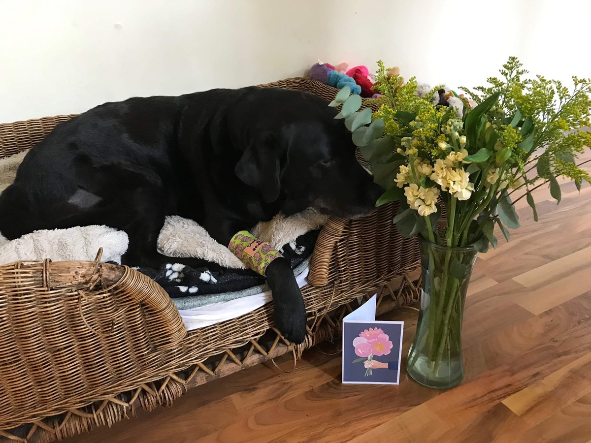 lucyallisonn's tweet photo. My baby is getting intensive radiotherapy this week to try slow down her cancer and my work friends ordered her a bouquet of flowers 😭🥰 so extra I could cry https://t.co/DDEPCdra4B