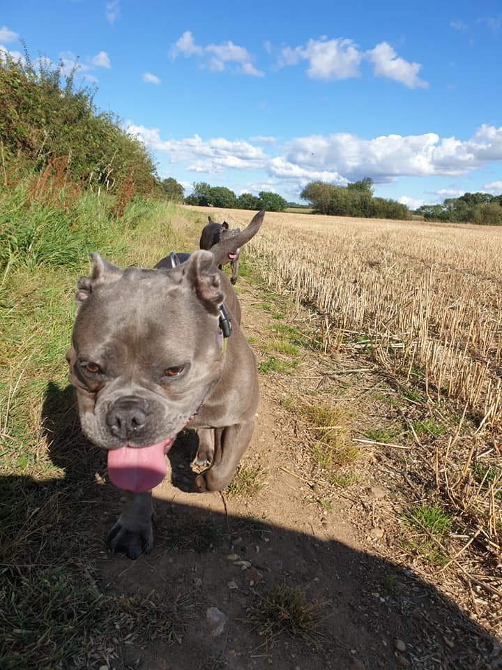 PDRescue's tweet photo. Why do we keep asking for votes in the #MHCharityComp...?🤔🤔🤔

Because we want to raise awareness of our #rescue &amp; have more (much more!) of THIS! 🥰🥰🥰

Vote here: https://t.co/nNEqoi2S1g

#Adopted #rescuedog #gotchaday #WoofWednesday #WoofWoofWednesday #WednesdayWin https://t.co/zchdR25YeF