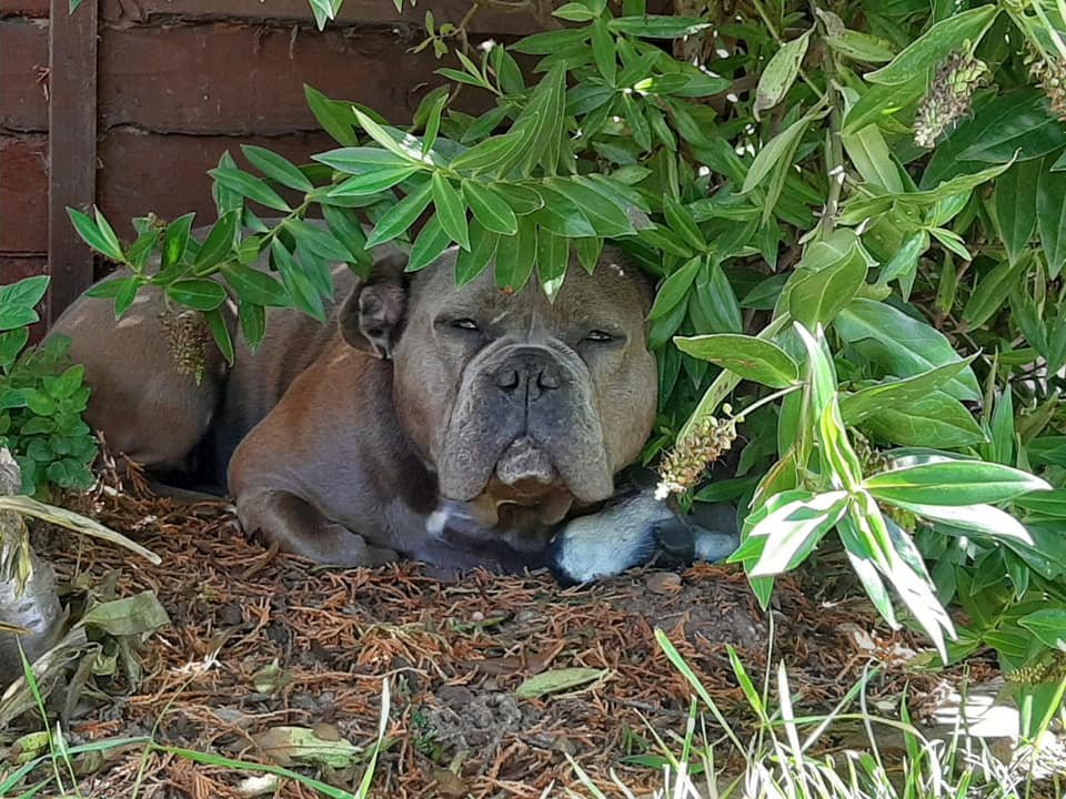 PDRescue's tweet photo. Why do we keep asking for votes in the #MHCharityComp...?🤔🤔🤔

Because we want to raise awareness of our #rescue &amp; have more (much more!) of THIS! 🥰🥰🥰

Vote here: https://t.co/nNEqoi2S1g

#Adopted #rescuedog #gotchaday #WoofWednesday #WoofWoofWednesday #WednesdayWin https://t.co/zchdR25YeF