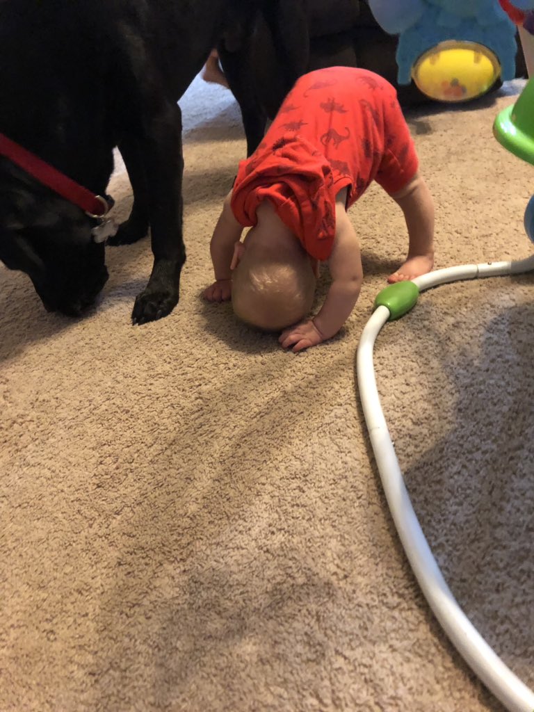 VitteBit's tweet photo. Oliver is a #FitFriend this morning with a little downward dog with Case THE DOG! 😂 @AmyCim https://t.co/Jy0LcaIvuI