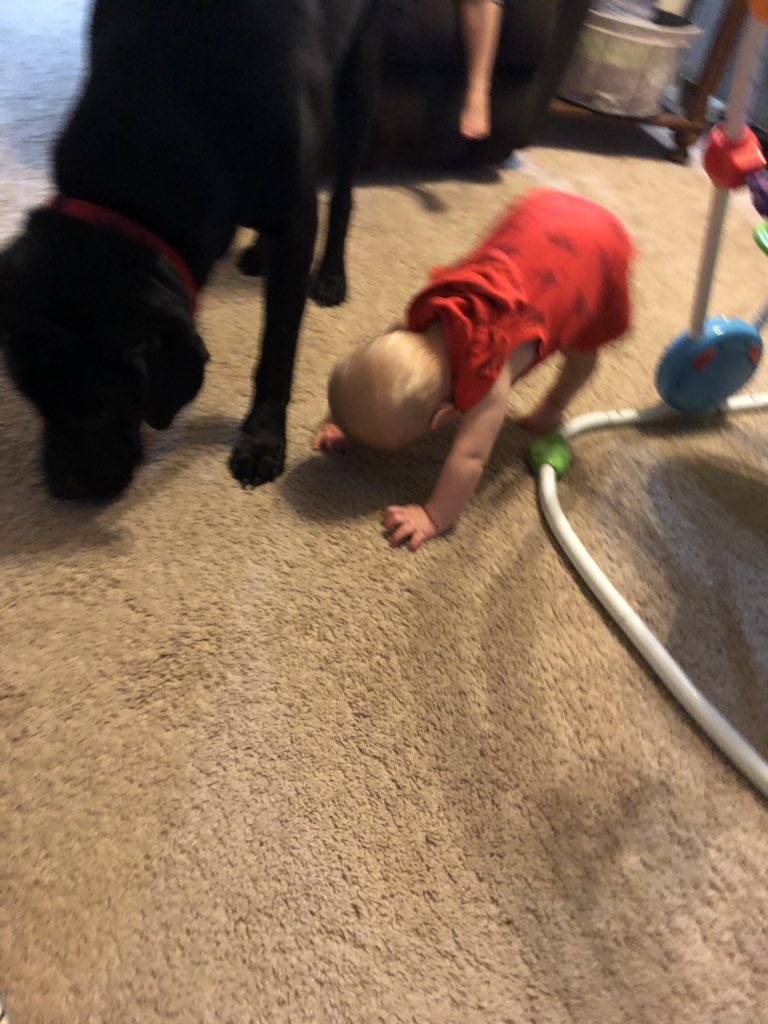 VitteBit's tweet photo. Oliver is a #FitFriend this morning with a little downward dog with Case THE DOG! 😂 @AmyCim https://t.co/Jy0LcaIvuI