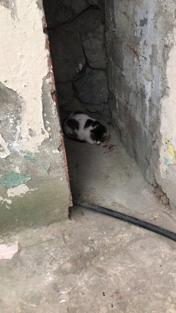 Acil Yardım Gerekiyor!
Cama sineklik taktırmış olmamıza rağmen maalesef ki kedimiz kırdığı sineklikten düşmüştür. Şu an ameliyatı 580 lira tuttu. Yoğun bakımda kalacağı her gün için de 250 lira isteniyor. Ayrıca çene ameliyatı olması da gerekiyormuş. +++