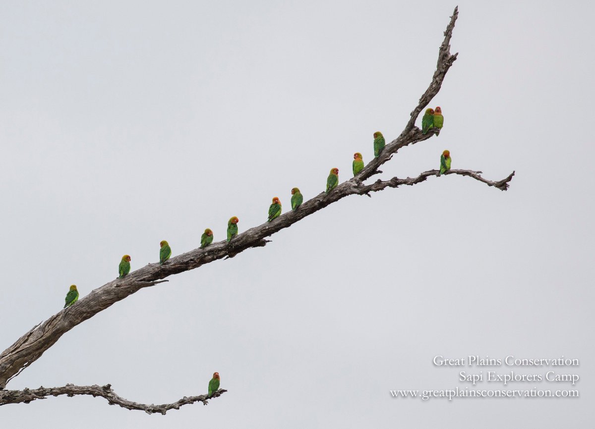 GreatPlainsCons's tweet photo. Like little musical notes - a melody of Lillian's lovebirds at Sapi Explorers; guaranteed to raise the pulse of any birder!
#SapiExplorers #LilliansLovebirds #twitchingZimbabwe #ZambeziValley #birding #zimbabwesafari #manapools https://t.co/lGUIi5CwYz
