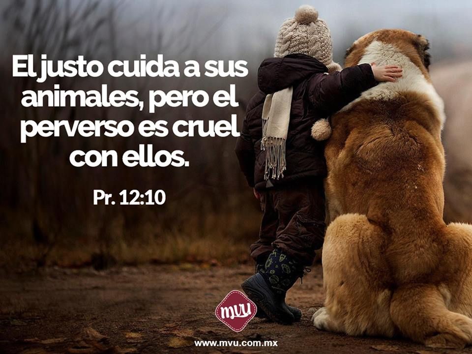 CintiaMata3's tweet photo. @AristeguiOnline Dios reprenda a ese hombre malvado que daño a este animalito , cuanta maldad hay pero lo va a pagar caro porque DIOS no se queda con nada https://t.co/T9rwSOeWgc