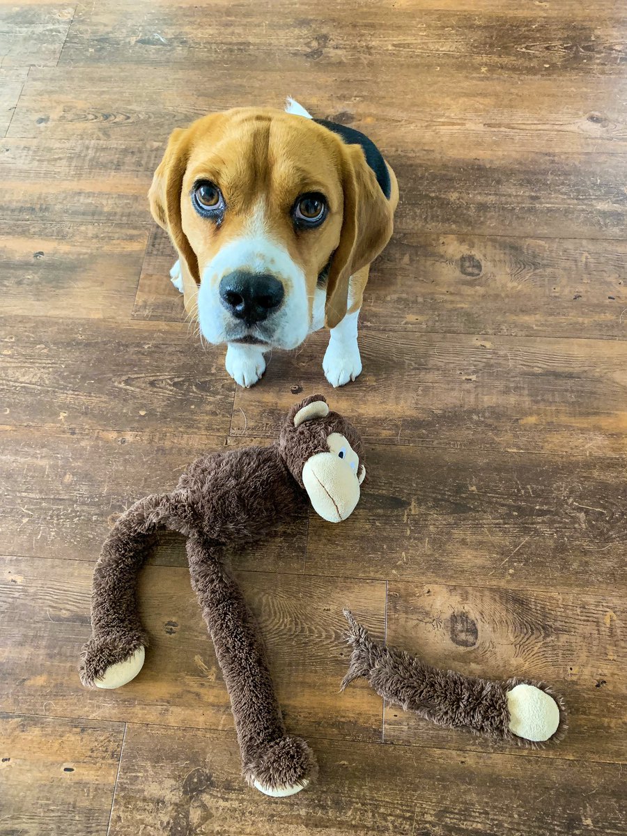 garythebeagle's tweet photo. “HELP!! Call the police! The RSPCA! Interpol! The CIA! 007! Humpy Monkey been attacked! His only arm has been removed from his body! One thing I do know is that it definitely wasn’t me! I was doing something else at the time!” - Poor Humpy Monkey now has no arms. #beagled #beagle https://t.co/BZmaQNR3Me
